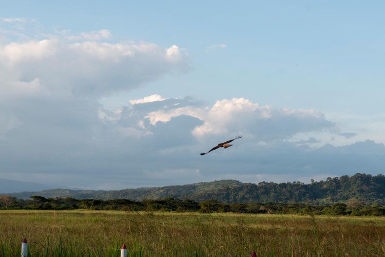 Landscape of Colombia with a bird flying